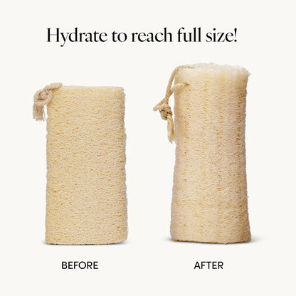 LATHER - Natural Sea Wool Sponge, 5-6" - Organic Exfoliating Body Scrubber - Soft, Gentle Cleansing - Hypoallergenic - All Skin Types - Florida Natural Loofah Sponge - Cruelty Free - Beauty & Skincare