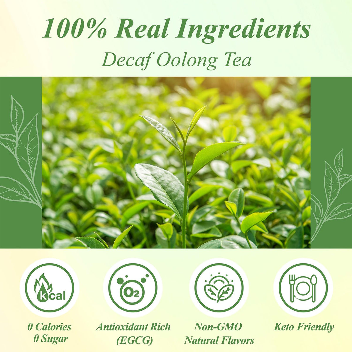 WT WEETEE Decaf Oolong Tea, CO2 Decaffeinated Tie Guan Yin Tea Bags 50ct