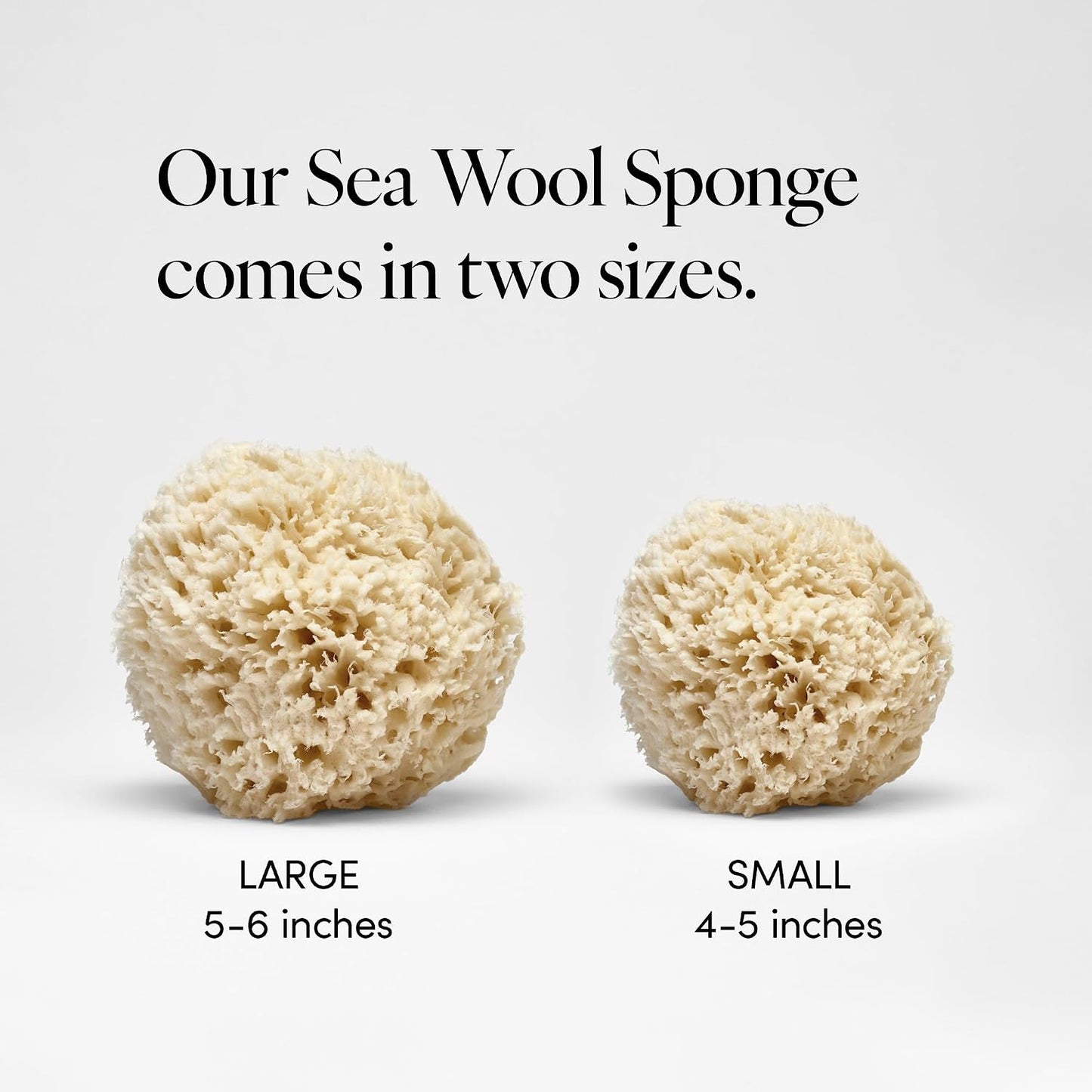 LATHER - Natural Sea Wool Sponge, 5-6" - Organic Exfoliating Body Scrubber - Soft, Gentle Cleansing - Hypoallergenic - All Skin Types - Florida Natural Loofah Sponge - Cruelty Free - Beauty & Skincare