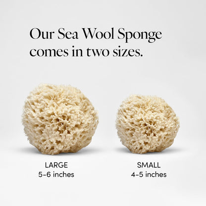LATHER - Natural Sea Wool Sponge, 5-6" - Organic Exfoliating Body Scrubber - Soft, Gentle Cleansing - Hypoallergenic - All Skin Types - Florida Natural Loofah Sponge - Cruelty Free - Beauty & Skincare