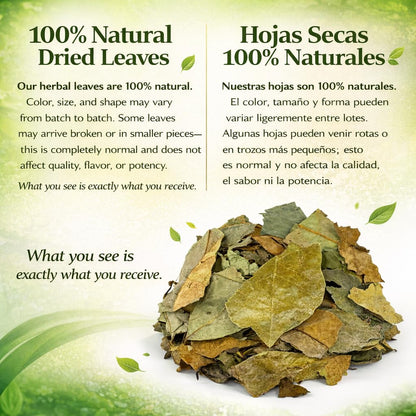 Guanábana Hojas (Soursop Leaves Tea) – Jumbo 4 oz – 100% Natural, Vegan, Non-GMO, Wildcrafted & Authentic – Caffeine-Free Herbal Tea – Makes 30+ Cups