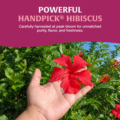 HANDPICK Organic Hibiscus Tea (100 Tea Bags) Pure Indian Hibiscus Flowers