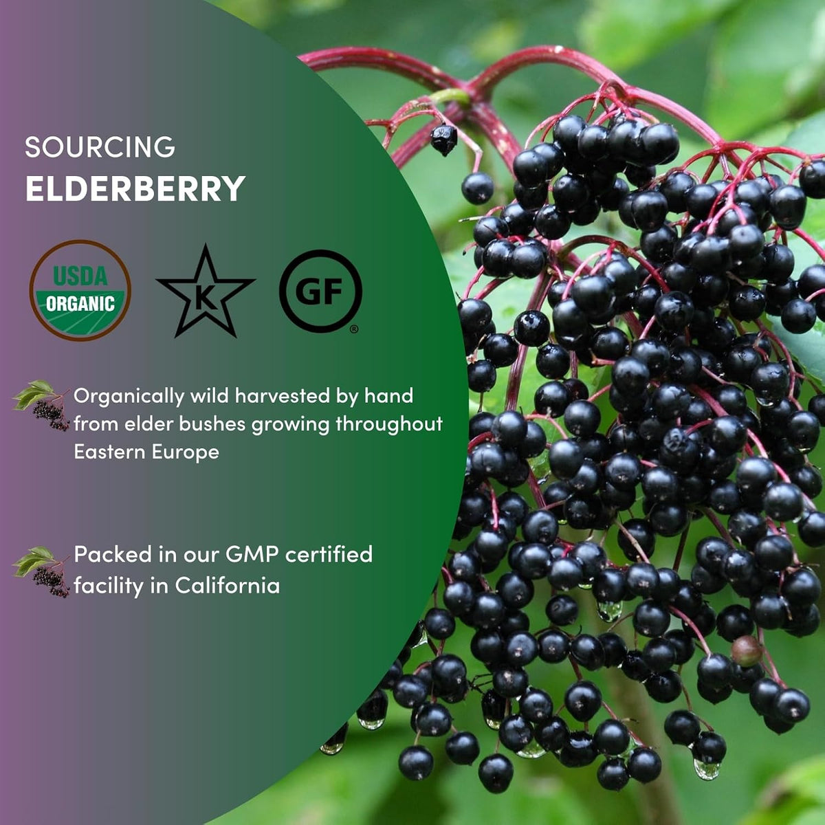 Worldwide Botanicals Organic Dried Elderberries, 1 lb - 100% Sambucus nigra – Superfruit Whole Berries Wild Harvested in Eastern Europe. For making Syrups, Teas, Jams, Gummies, 16 ounces