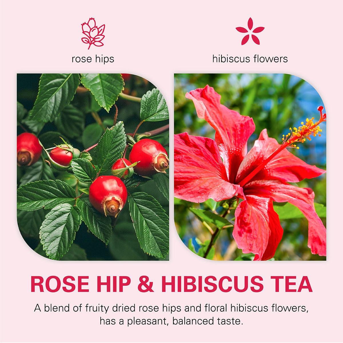 WT WEETEE Rosehips Hibiscus Tea Bags 60 Count, Caffeine-free & Antioxidants