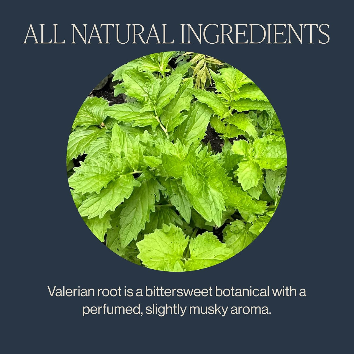 Rishi Tea Valerian Dream Organic Sachet Tea Bags, Caffeine Free, 15ct