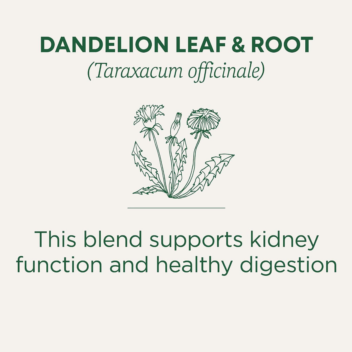 Traditional Medicinals Organic, Dandelion Leaf & Root - Dandelion Root Tea, Supports Normal Detox + Digestion - Kosher, Non-GMO, Caffeine-Free, Compostable - 16 Tea Bags