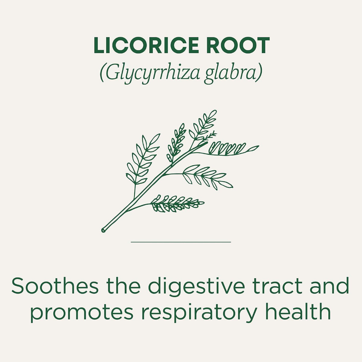 Traditional Medicinals Tea, Organic Licorice Root, Soothes the Digestive Tract & Promotes Respiratory Health - Kosher, Non-GMO, Caffeine-Free - 96 Tea Bags (6 Pack)
