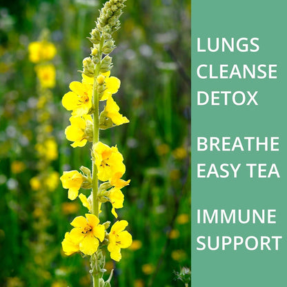 60 Lemon Balm Tea Bags - VitalForest Dried Lemon Balm Leaves Tea -1.5g/Bags, Calming Herb, Stress Relief & Sleep Support, Non-GMO, Caffeine-Free