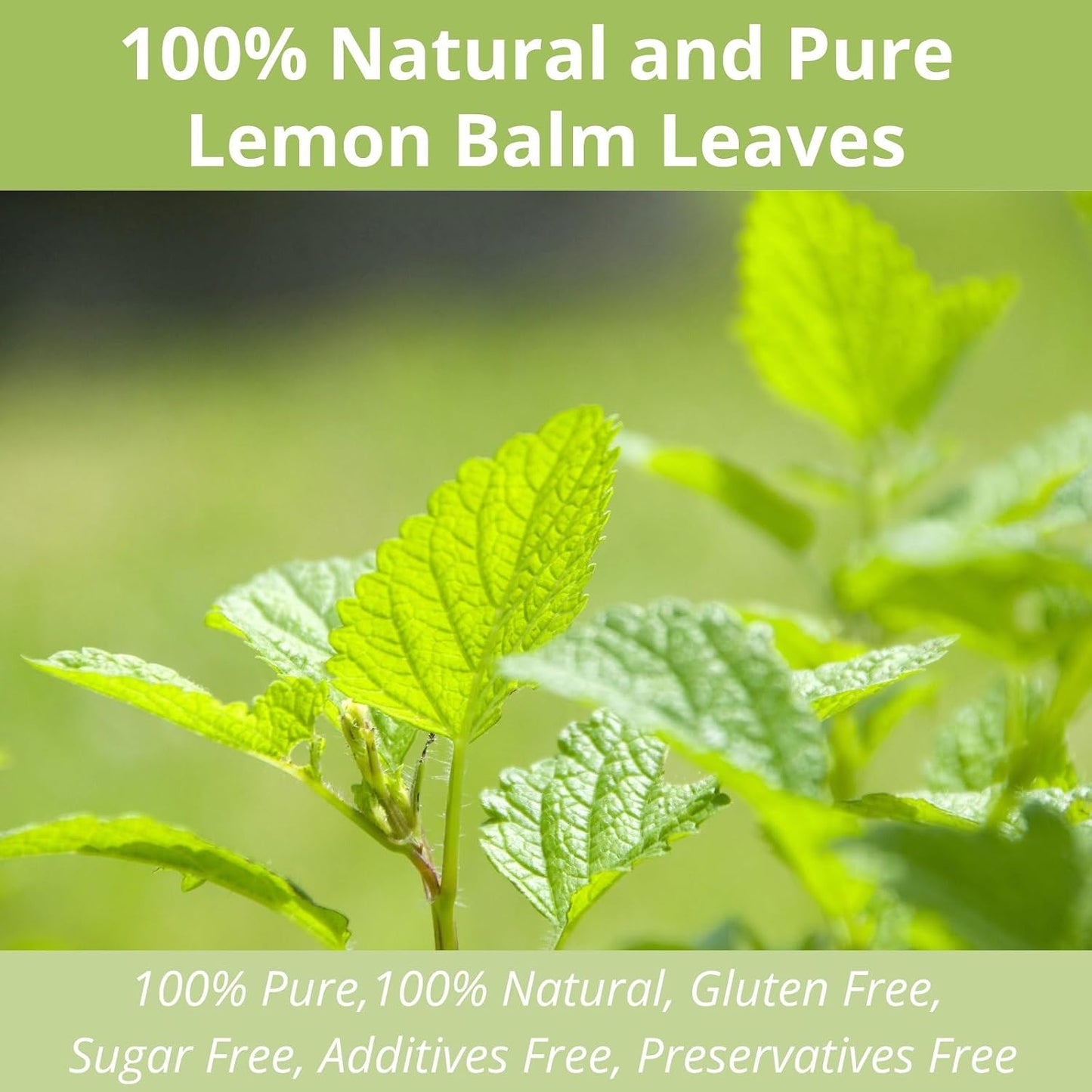 60 Lemon Balm Tea Bags - VitalForest Dried Lemon Balm Leaves Tea -1.5g/Bags, Calming Herb, Stress Relief & Sleep Support, Non-GMO, Caffeine-Free