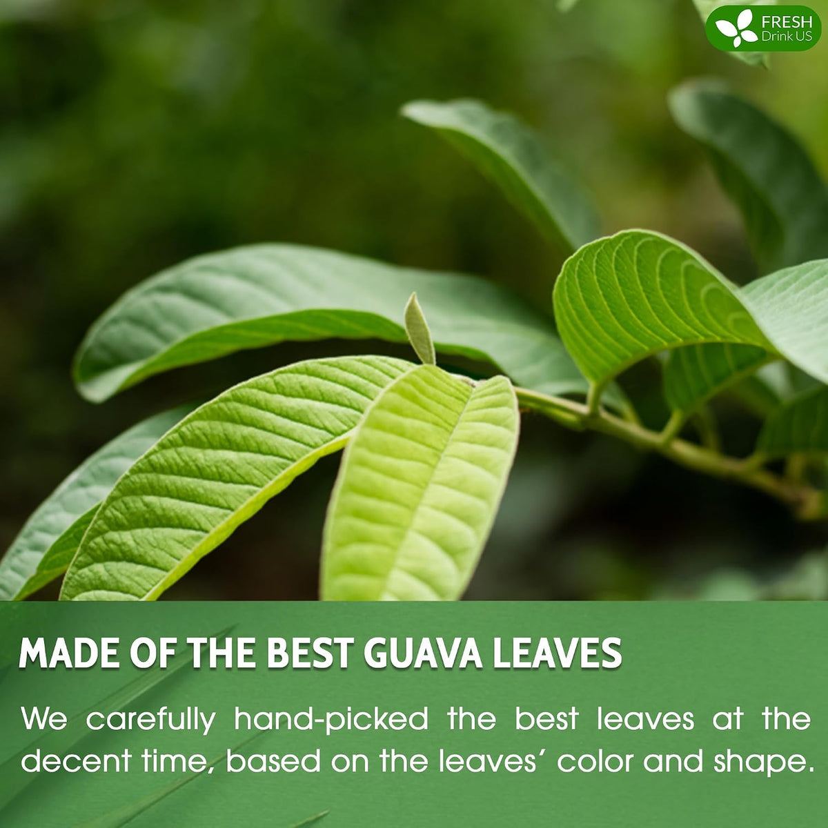FreshDrinkUS, Premium 35 Guava Leaf Tea Bags, 100% Natural & Pure. Loose Leaf Guava Herbal Tea. No Sugar, No Caffeine, No Gluten, Vegan.