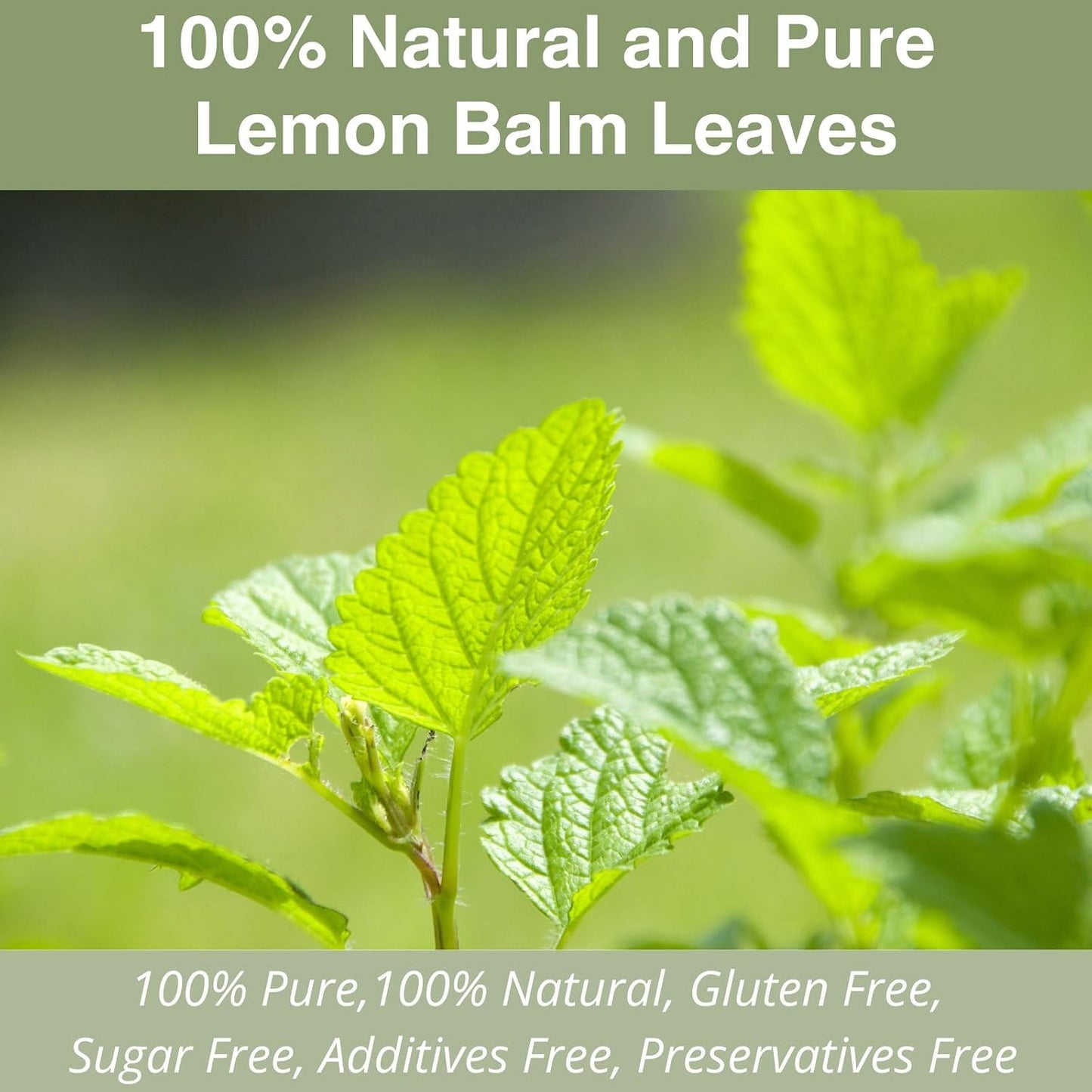 50 Milk Thistle Tea Bags for Detox Cleanse & Repair| Thorne Milk Thistle Herbal Tea for Support