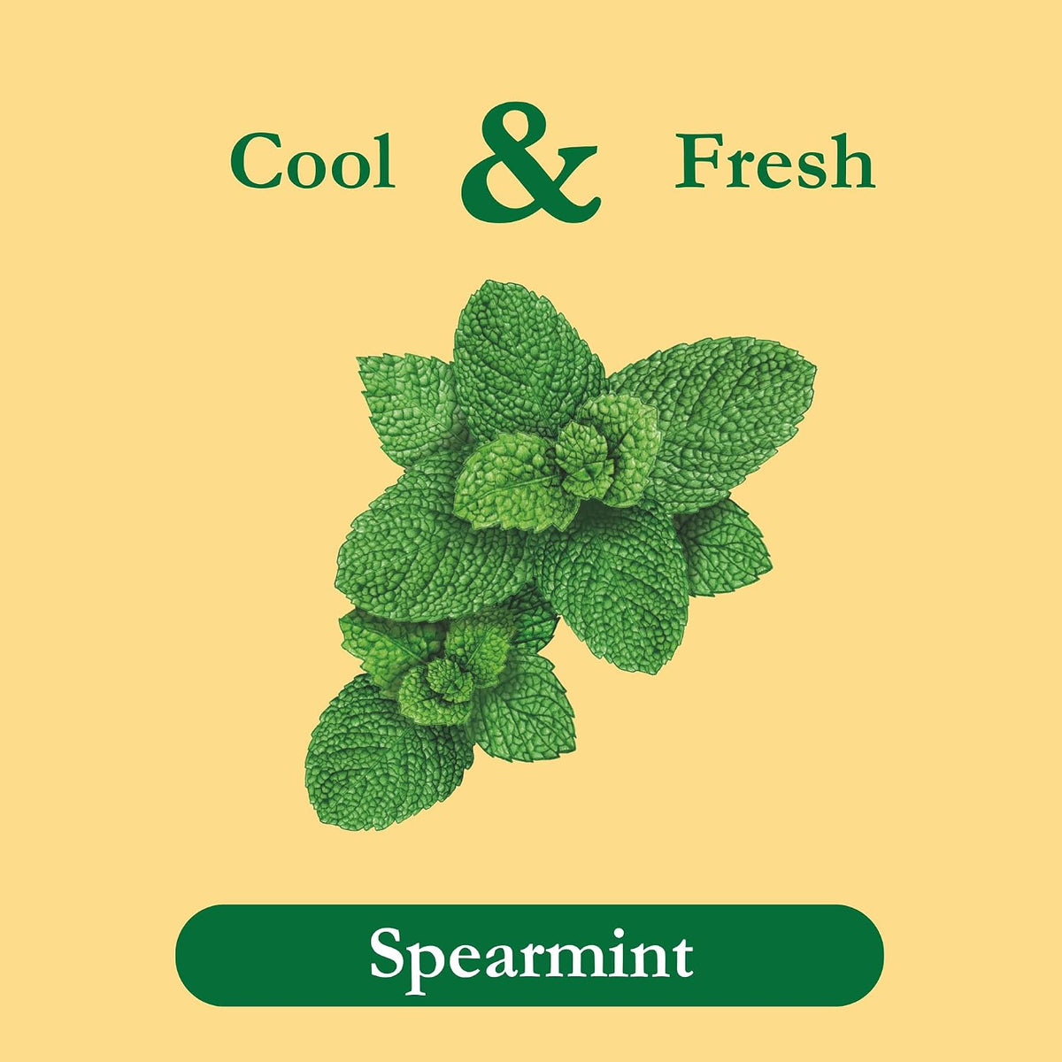 Tadin Spearmint Tea, Herbal Tea, Caffeine Free, Best Hot or Iced, 24 Tea Bags Per Box, Pack of 6