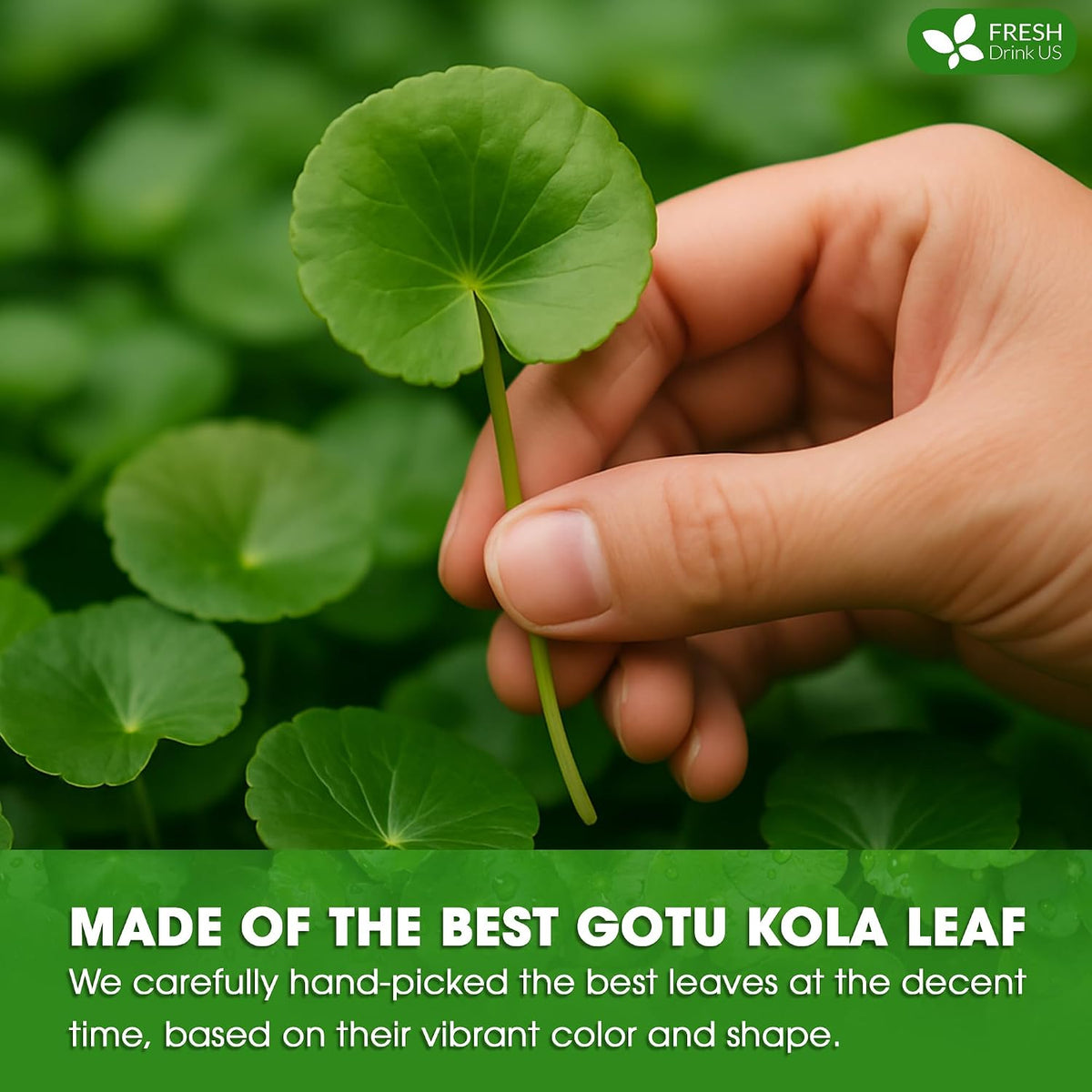 FreshDrinkUS, Premium Gotu Kola Leaf Tea, 75 Count, Pure, Caffeine Free