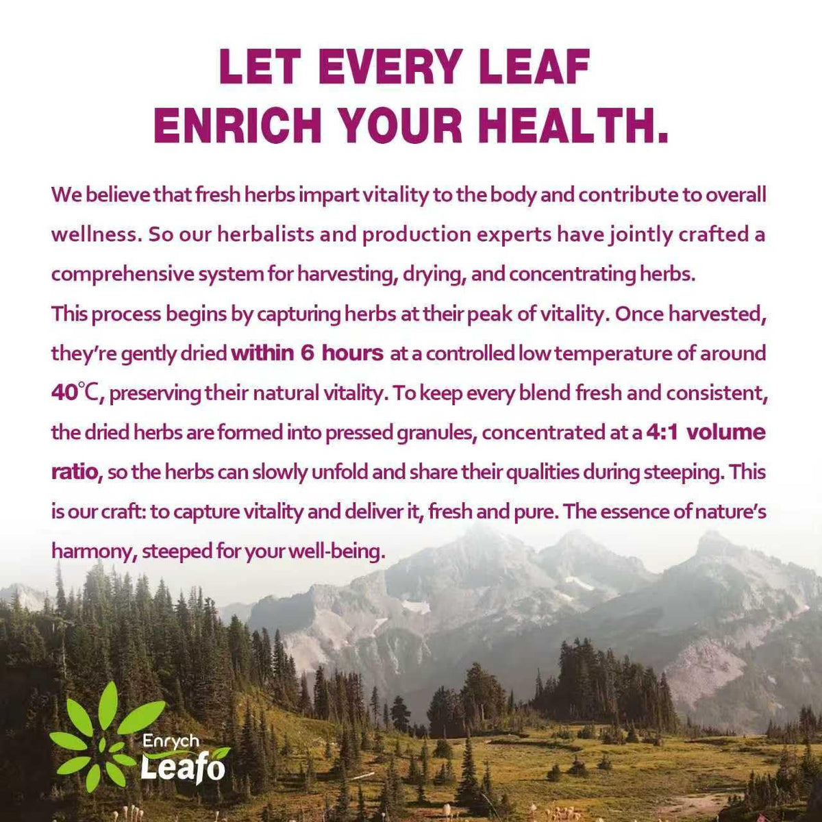 EnrychLeafo Echinacea Herb Tea with Goldenseal & Elderberry- 50bags