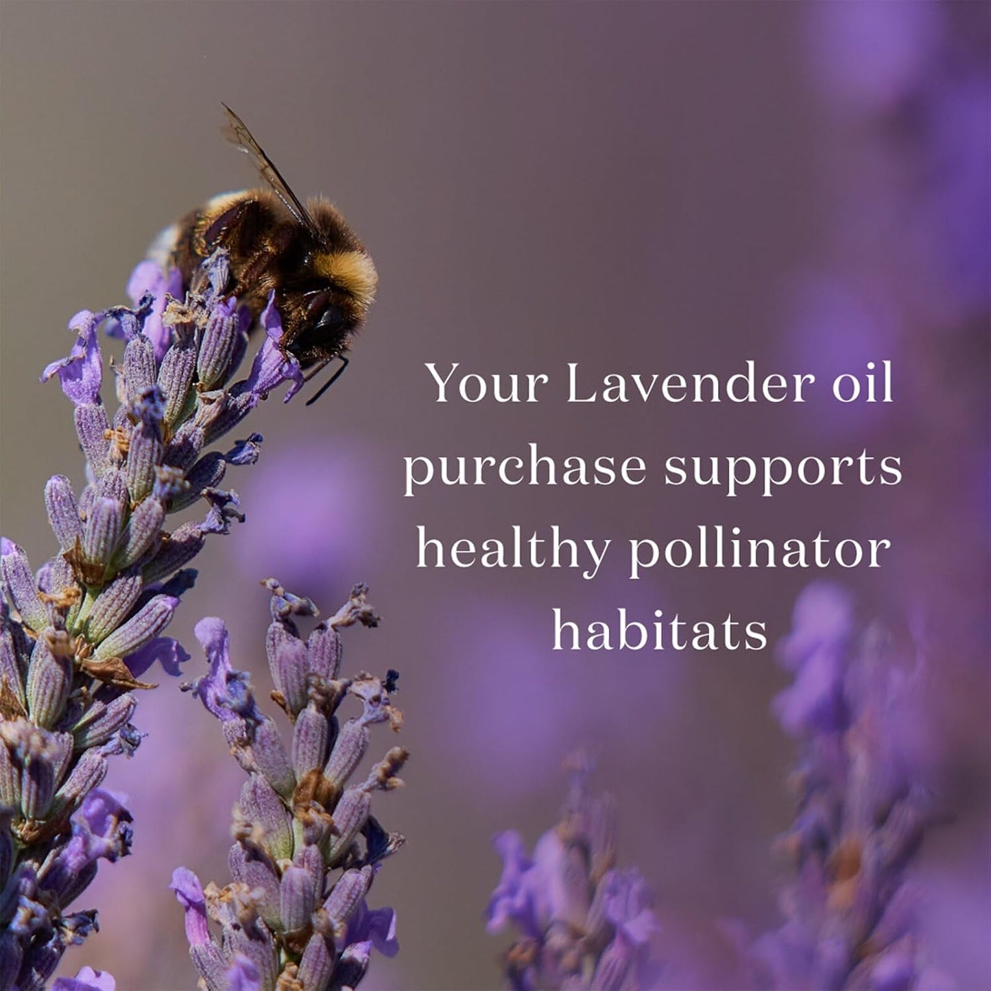 Lavender Essential Oil by Young Living, 15 Milliliters, Topical and Aromatic Use