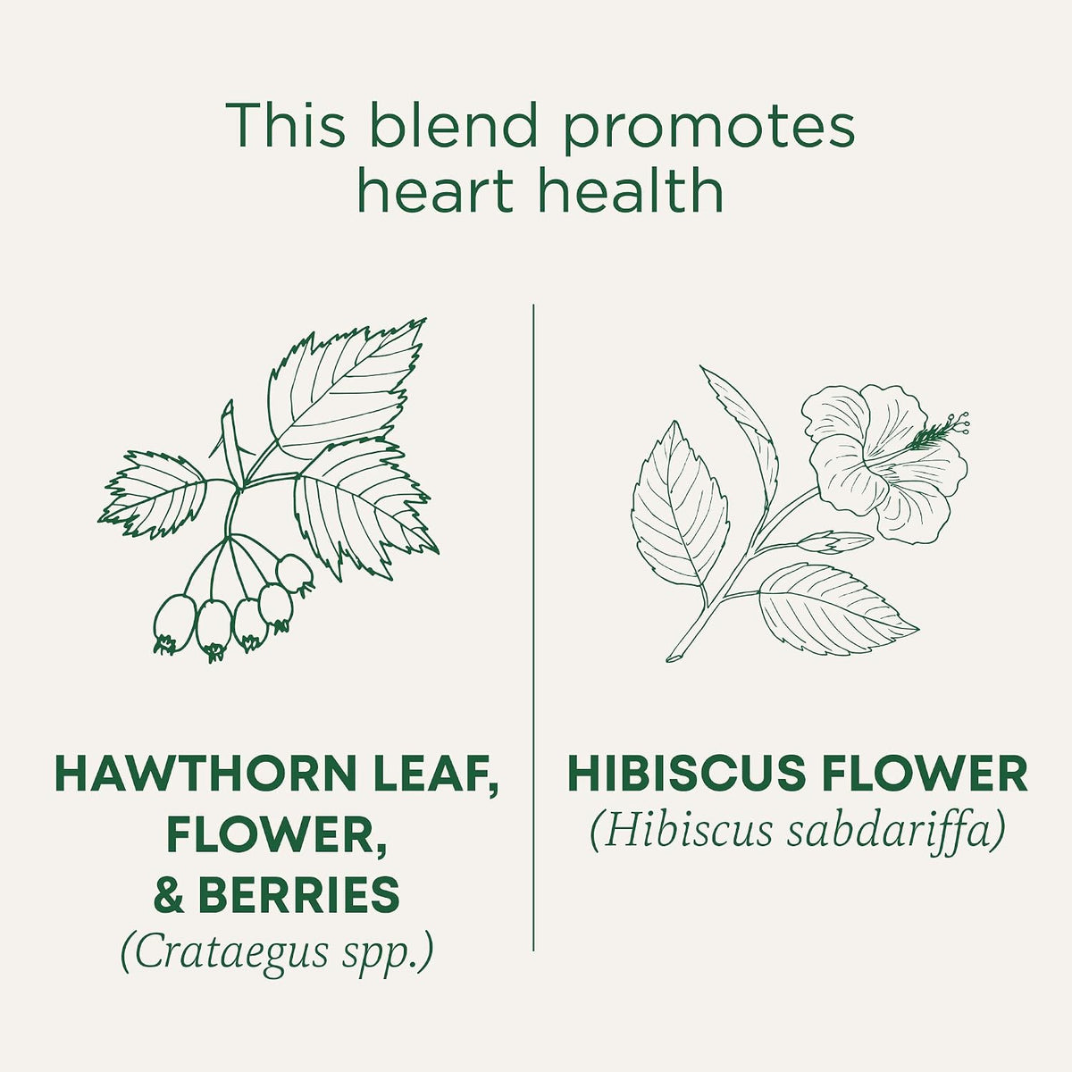 Traditional Medicinals Tea, Organic Hawthorn & Hibiscus, Promotes Heart Health, 16 Tea Bags (1 Pack)