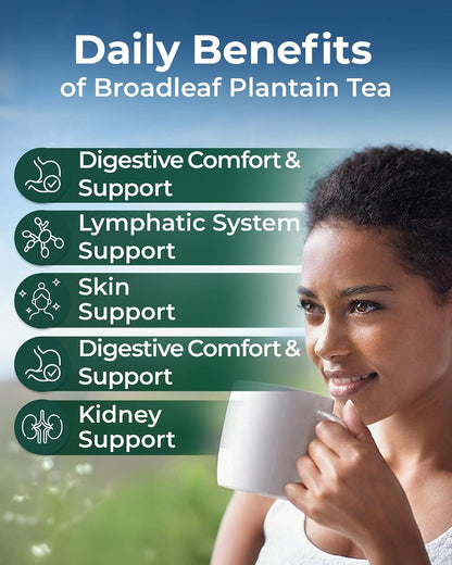 30 Bags Plantain Leaf Herb Tea Dried Plaintains Leaves (Plantago Major) - 30 Count 2g Tea Bags Greater Broadleaf Plantain Leaf Llanten