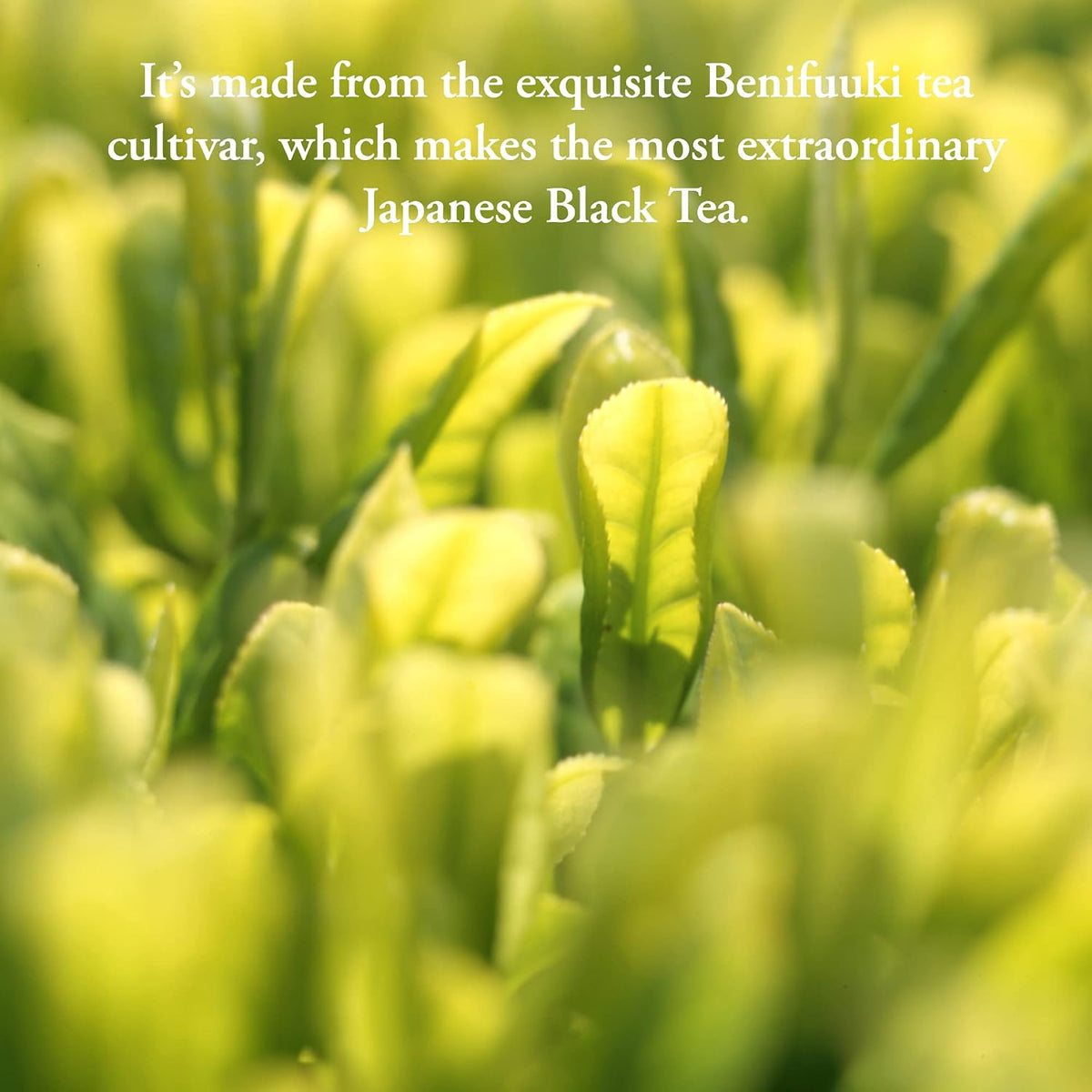Organic Black Tea | 100 Tea Bags - Fine Japanese Breakfast Tea | Full Leaf Black Tea Organically grown in Japan, Caffeinated | By Pantenger.