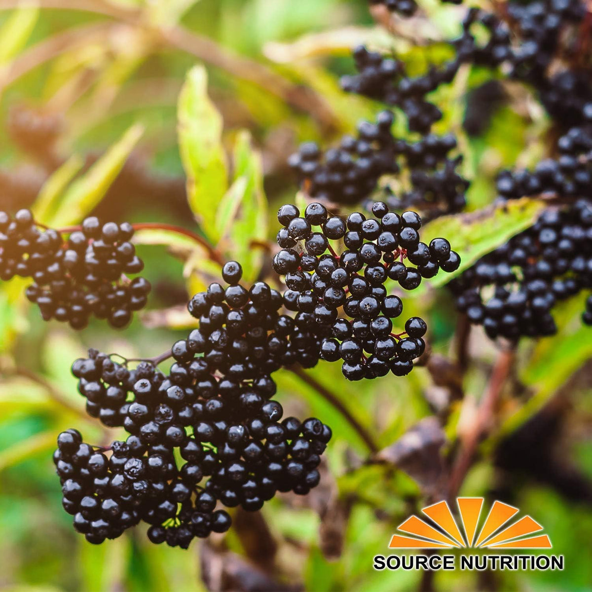USDA Organic Dried Elderberries - Whole European Elderberry, Responsibly Wild Crafted, Perfect for Tea, Syrups, and More - Sambucas Nigra - 1 Pound (Certified Organic)