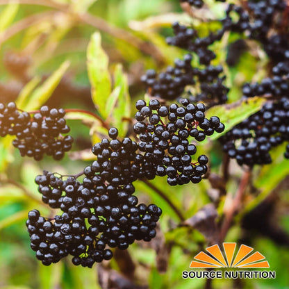 USDA Organic Dried Elderberries - Whole European Elderberry, Responsibly Wild Crafted, Perfect for Tea, Syrups, and More - Sambucas Nigra - 1 Pound (Certified Organic)