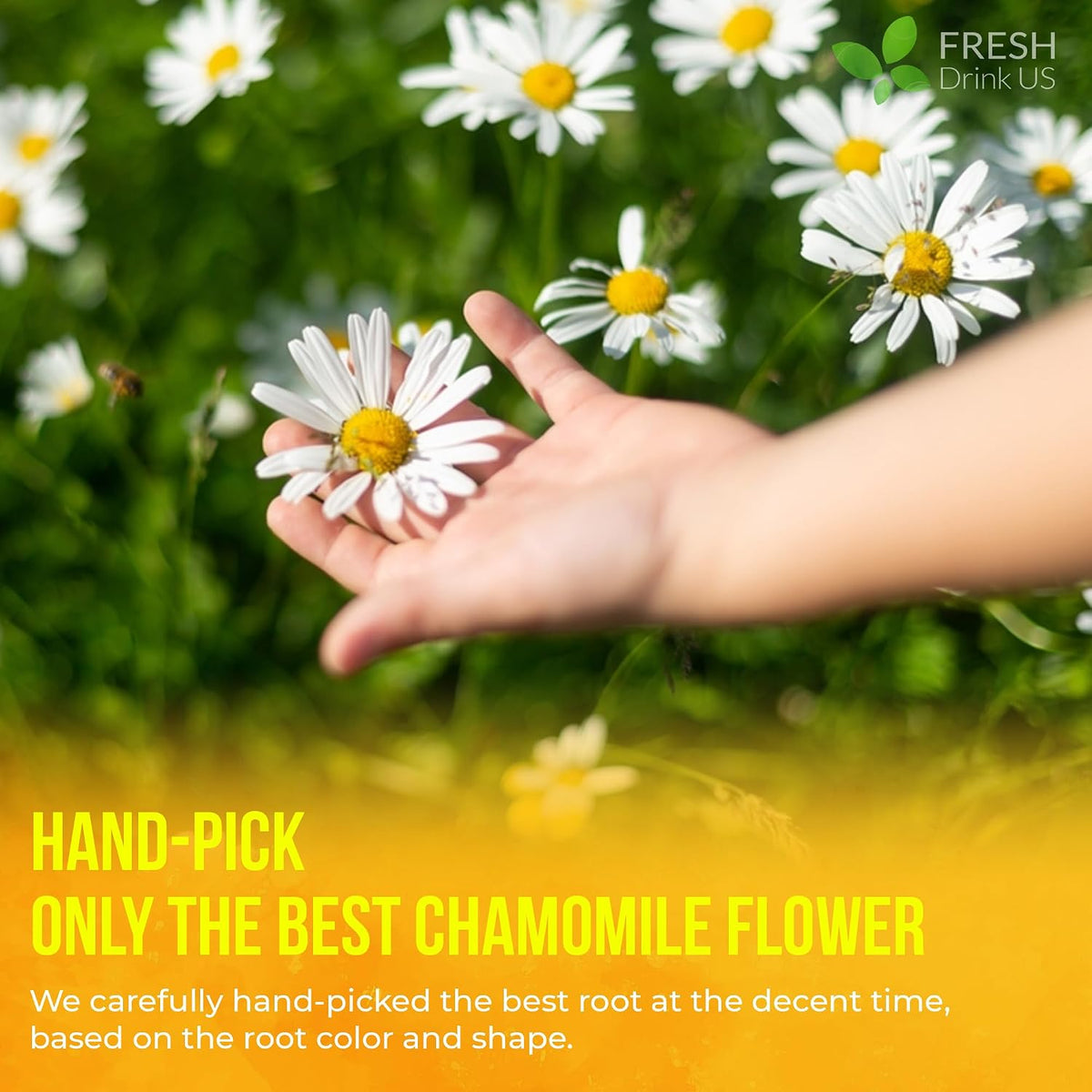 FreshDrinkUS, 135 Chamomile Tea Bags, 100% Natural and Pure Chamomile Flowers, Eco-Conscious Tea Bags. Chamomile Flower Herbal Tea. No Sugar, No Caffeine, No Gluten, Vegan.