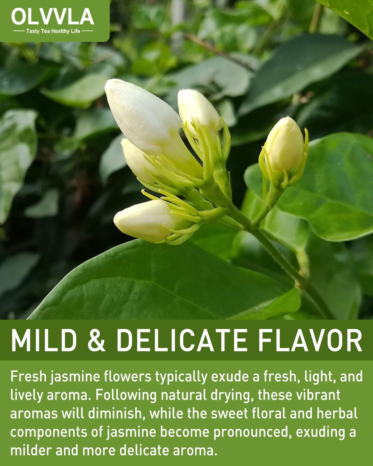 Olvvla - Dried Jasmine Flowers - 3oz/85g - Pure Jasmine Buds Edible Flowers