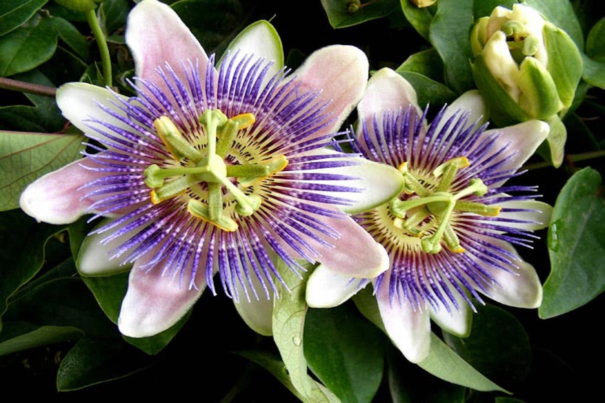 Pasiflora Dried Herbal Tea. Tila Tea Linden Passionflower Tea. 2 oz and 4 oz. (2 ounces)