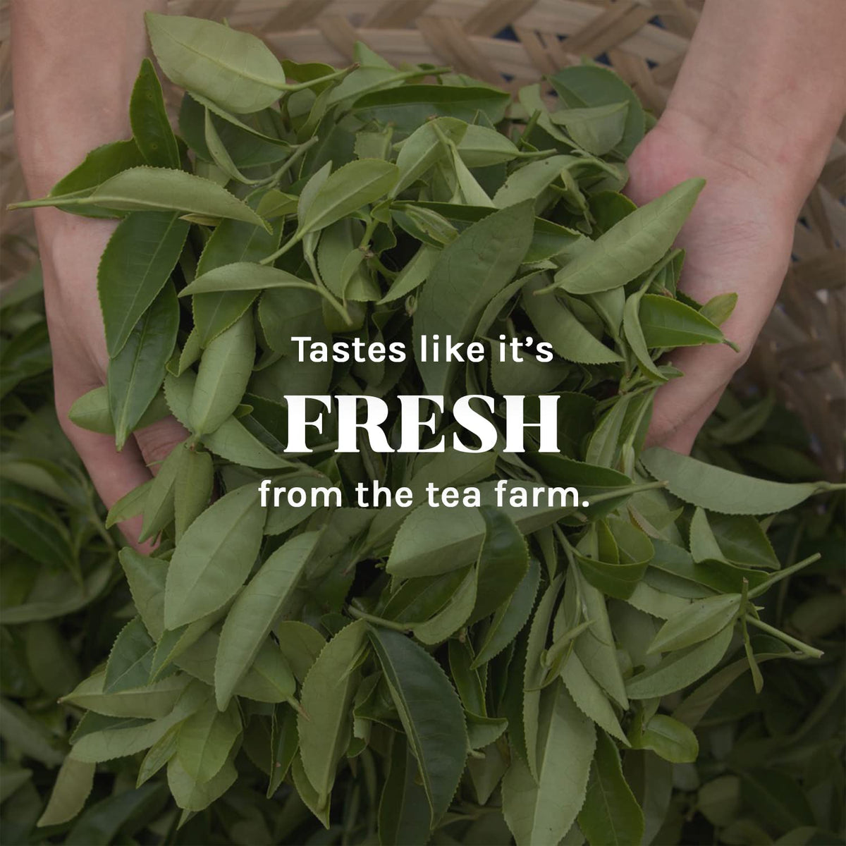Uncle Lee's Tea Imperial Organic Chai Tea, Naturally Caffeine Free Golden Turmeric Ginger Tea, Organic Cinnamon, Chicory, Cardamom, Stevia, Clove & Black Pepper, 18 Tea Bags per Box
