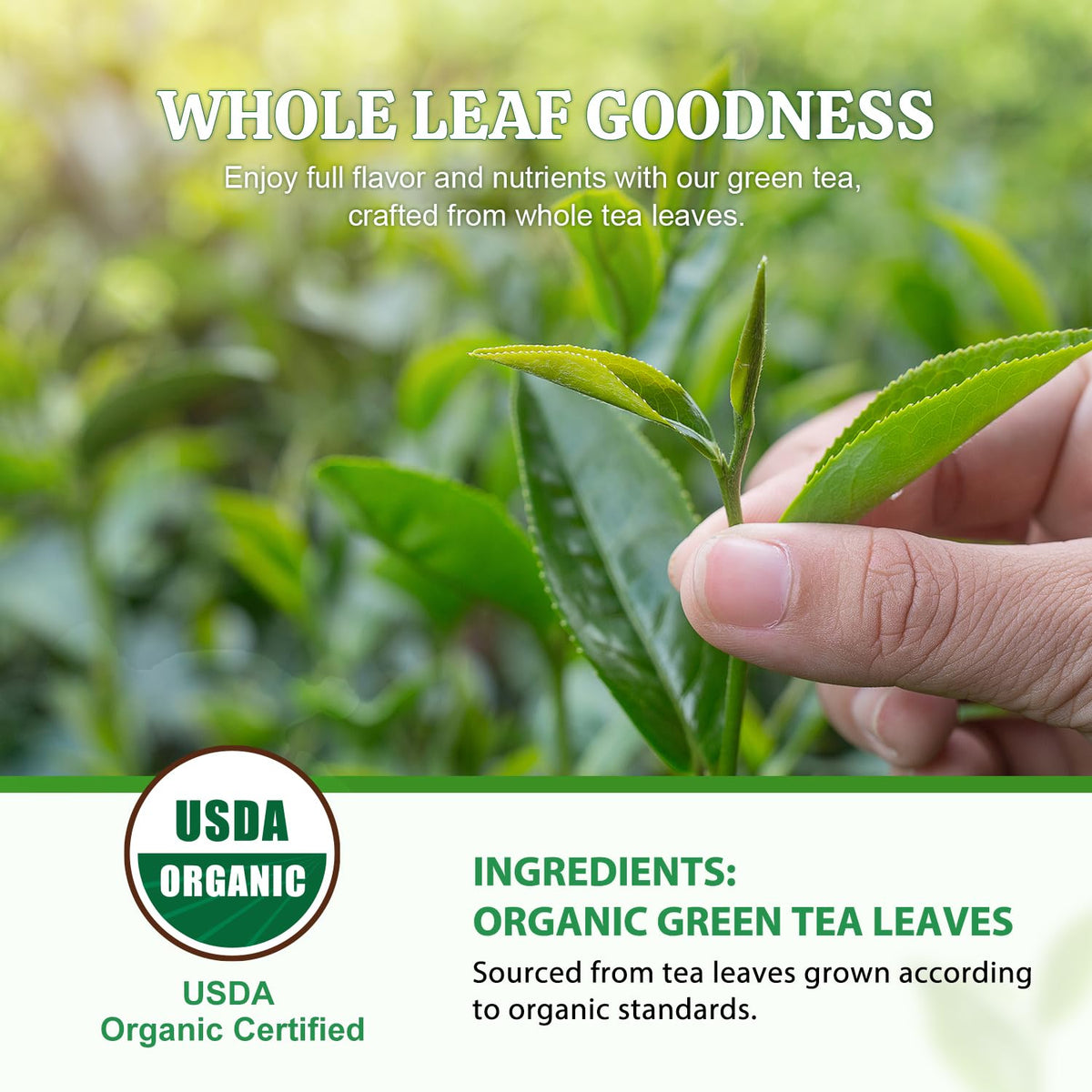 Soeos Organic Green Tea, 6.3 oz (180g), 100 Tea Bags, Refreshing and Fragrant, Sustainably Sourced, Ideal for Hot or Iced Tea, Long-Lasting Freshness