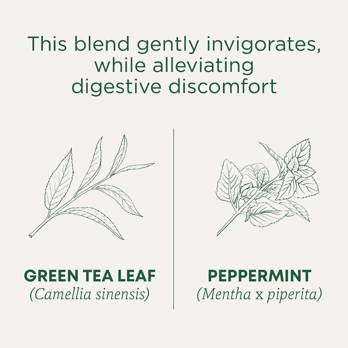 Traditional Medicinals Organic Green Tea, Peppermint - Promotes Healthy Digestion, Occasional Nausea & Indigestion Relief - Kosher, Non-GMO - 96 Teabags (Pack of 6)