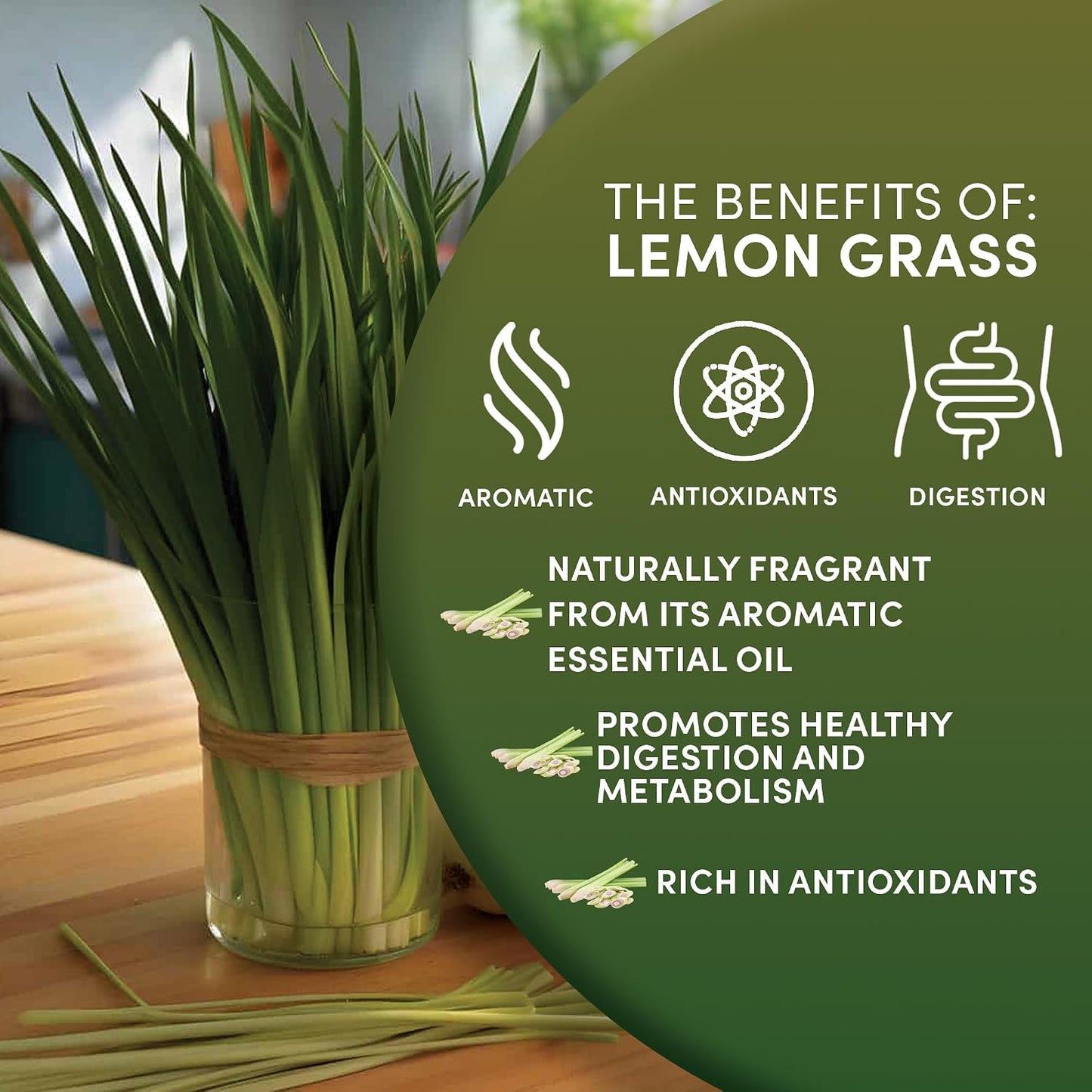 Worldwide Botanicals Organic Lemon Balm Tea, 1Lb - Loose Leaf Premium Herbal Tea | 100% Pure Lemon Balm Leaves | For Stress Relief and Good Digestion | Kosher