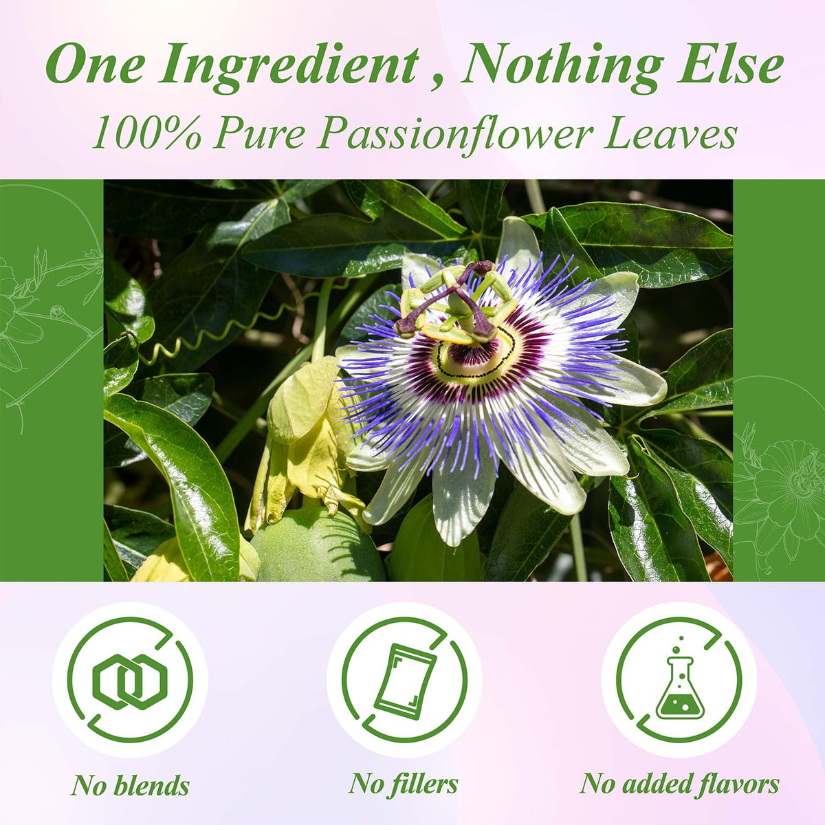 WT WEETEE Passionflower Tea Bags 100ct, Caffeine-Free Herbal Tea for Night