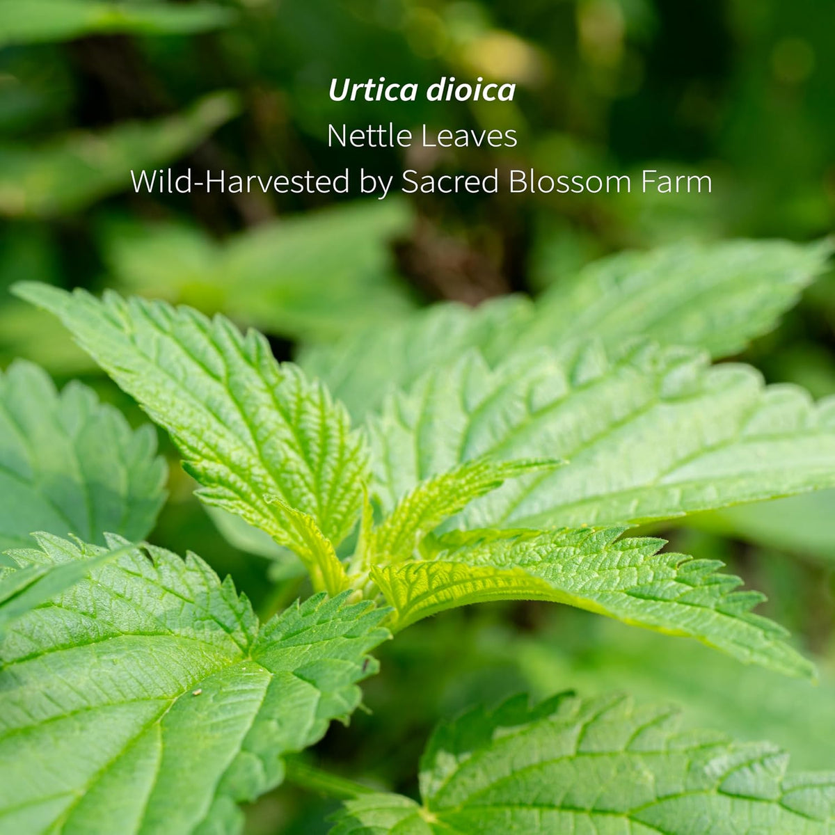 Wild-Harvested Wisconsin Nettle Leaf (Urtica dioica) | Whole Loose Leaf Botanical | 5.5 oz | 77 Servings | Sacred Blossom Farm | Single Source | Caffeine Free Herbal Tea