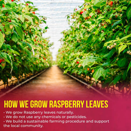 FreshDrinkUS, Premium Raspberry Leaf Tea, Pure, Caffeine Free