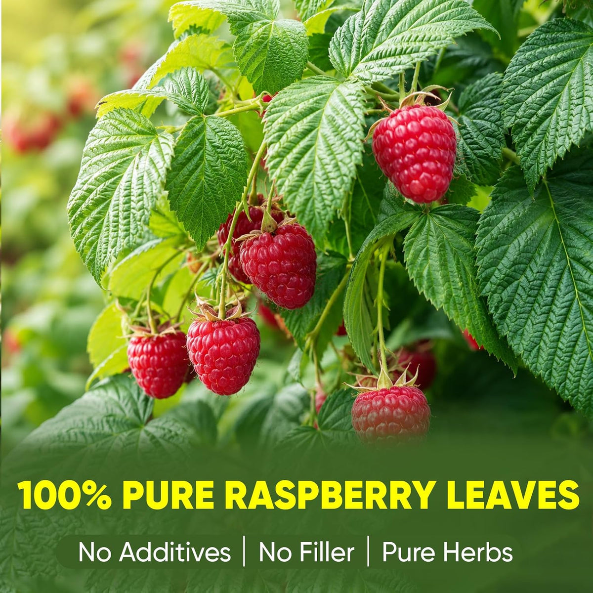 TEAWOO Red Raspberry Leaf Tea, Herbal Tea Bags