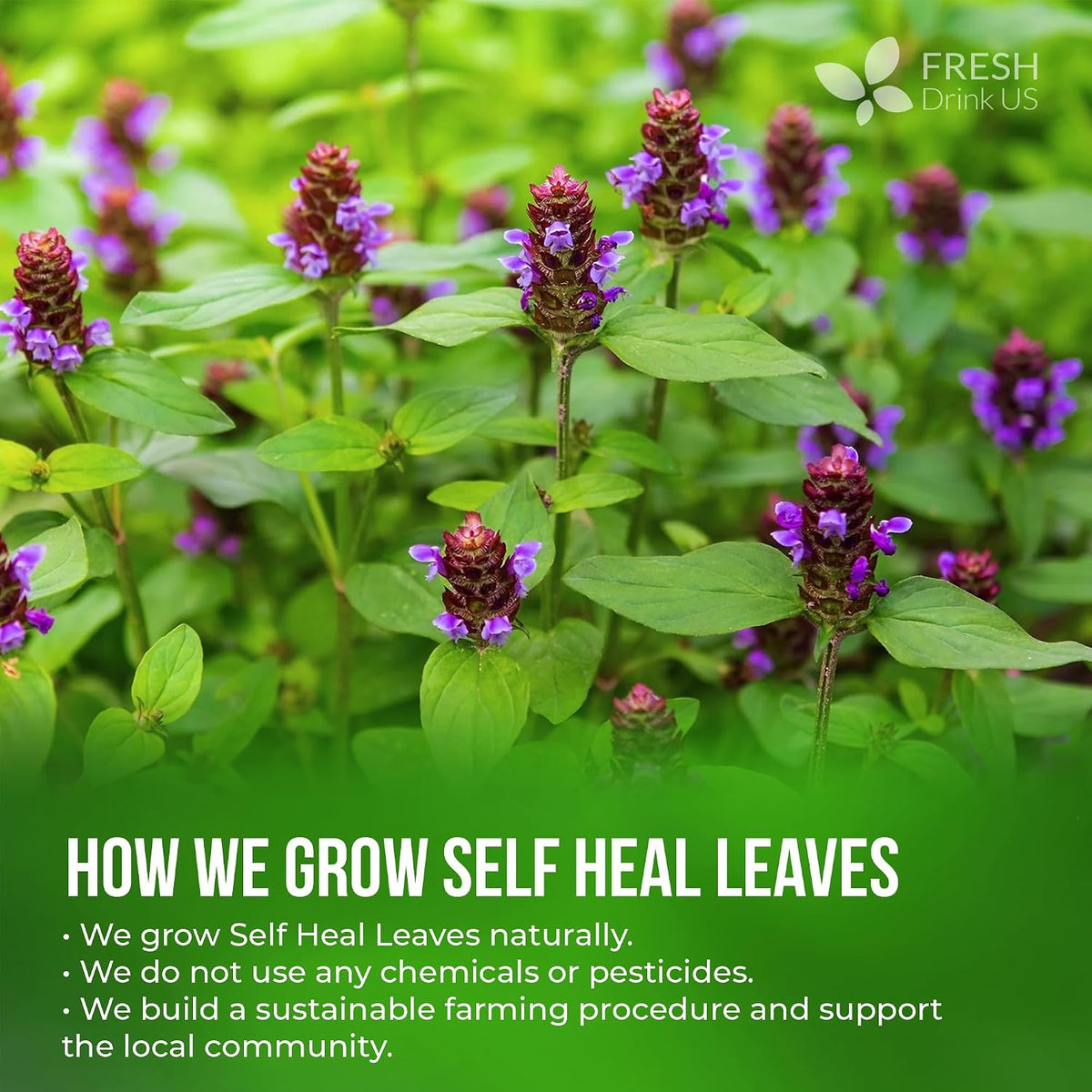 FreshDrinkUS, Premium Self Heal Leaf Tea Bag, 75 Count, Caffeine Free