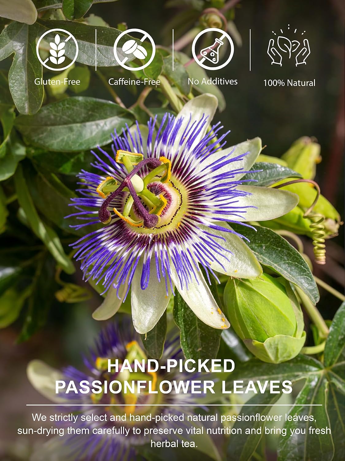 TeeLux Passionflower Tea Bags, Smooth & Mellow, Caffeine Free, 100 ct