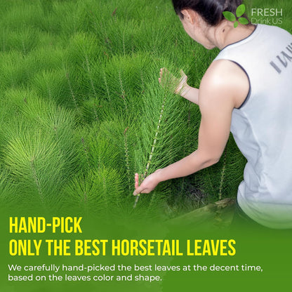 FreshDrinkUS, Premium 75 Horsetail Leaf Tea Bags, 100% Natural & Pure from Horsetail Loose Leaves Herbal Tea. Made with Natural Material Tea Bags. No Sugar, No Caffeine, No Gluten, Vegan.