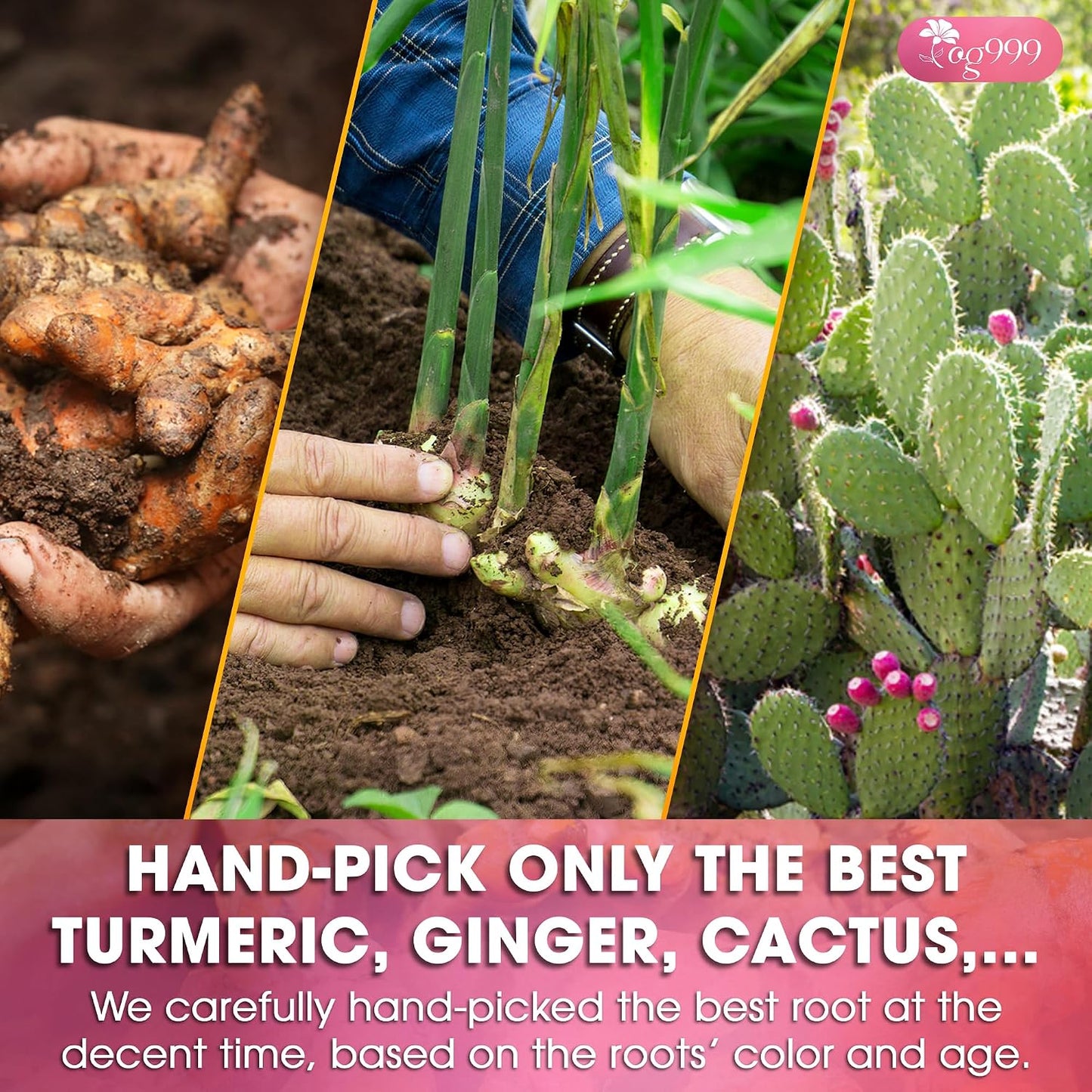 120 Bags Premium Turmeric Ginger Cinnamon Tea, Improve Digestion, Support Brain, Weight, Skin and Sleep, Eco-Conscious Tea Bags and Premium Natural Ingredients. Turmeric Ginger Herbal Tea. No Sugar, No Caffeine, No Gluten, Vegan.