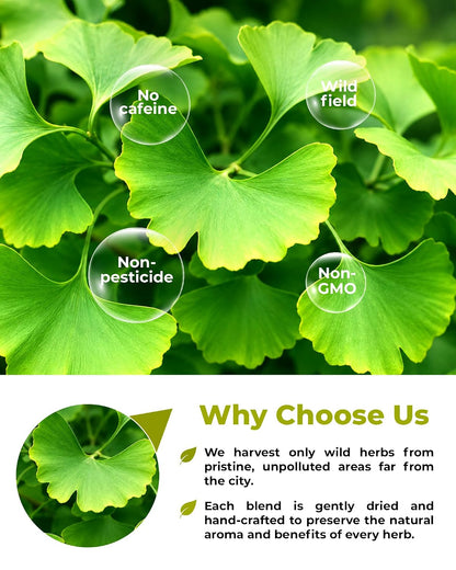 50 Bags Ginkgo Leaf Herbal Tea (Ginkgo Biloba) - 50 Count 1.5g Bags Dried Ginkgo Leaf Té De Ginkgo