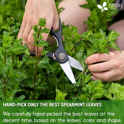 FreshDrinkUS, Premium 50 Spearmint Tea Bags, 100% Natural Spearmint Leaves. Loose Leaf Spearmint Herbal Tea. Spearmint Leaf Tea. No Sugar, No Caffeine, No Gluten, Vegan.