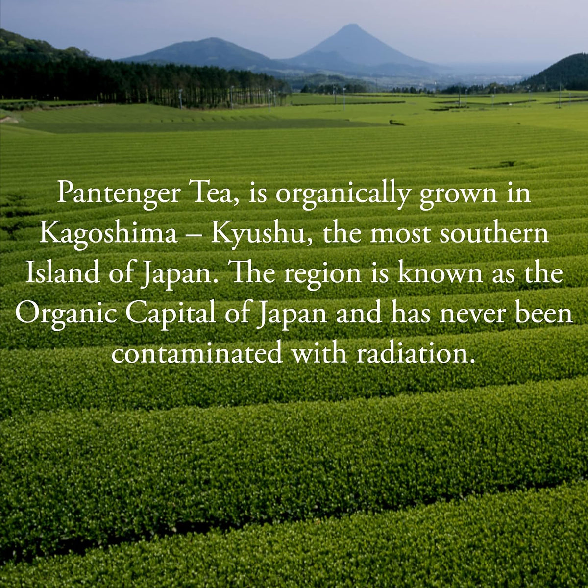 Organic Black Tea | 100 Tea Bags - Fine Japanese Breakfast Tea | Full Leaf Black Tea Organically grown in Japan, Caffeinated | By Pantenger.