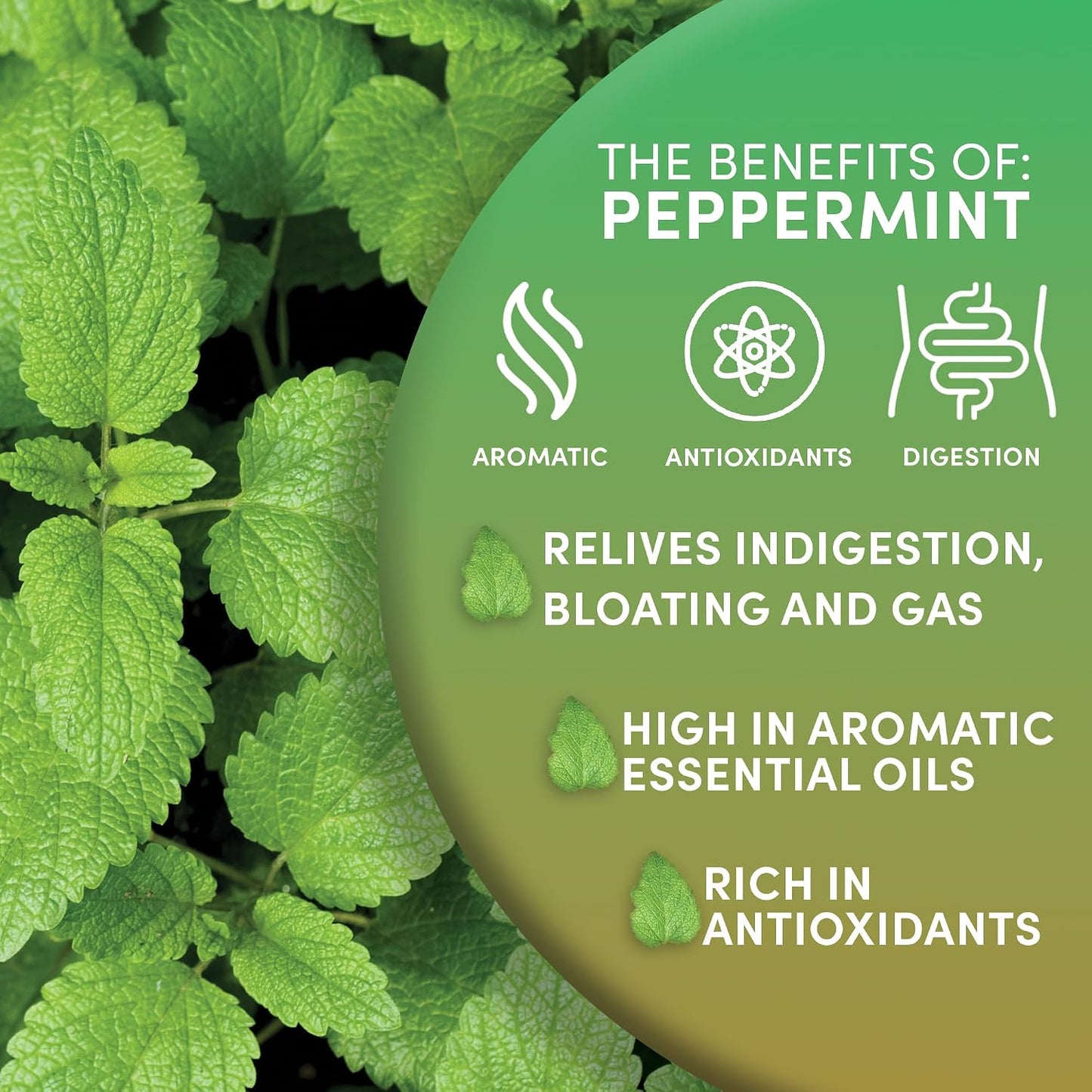 Worldwide Botanicals Organic Lemon Balm Tea, 1Lb - Loose Leaf Premium Herbal Tea | 100% Pure Lemon Balm Leaves | For Stress Relief and Good Digestion | Kosher