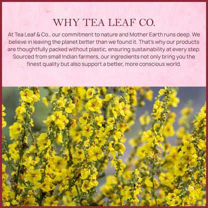 Mullein Leaf Herbal Tea 100gm/3.5oz, Natural Herbal Infusion, 50 Tea Bags