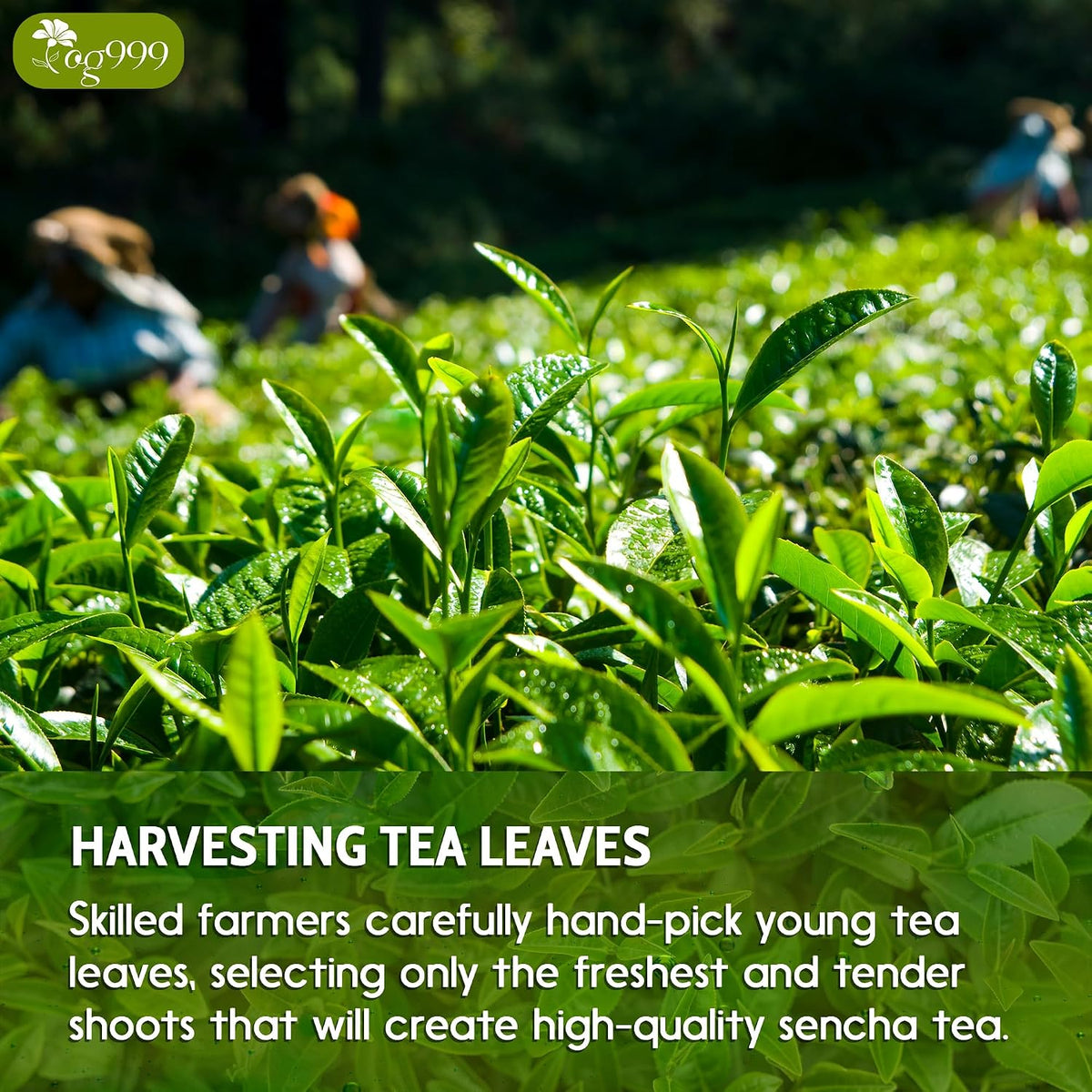 TOG999 Premium Sencha Green Tea Bags, Japanese Sencha Green Tea, 120 Bags