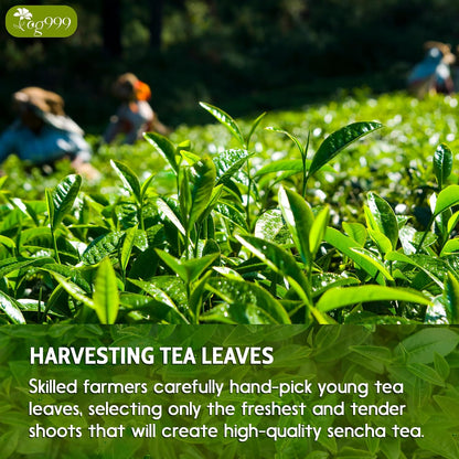 TOG999 Premium Sencha Green Tea Bags, Japanese Sencha Green Tea, 120 Bags