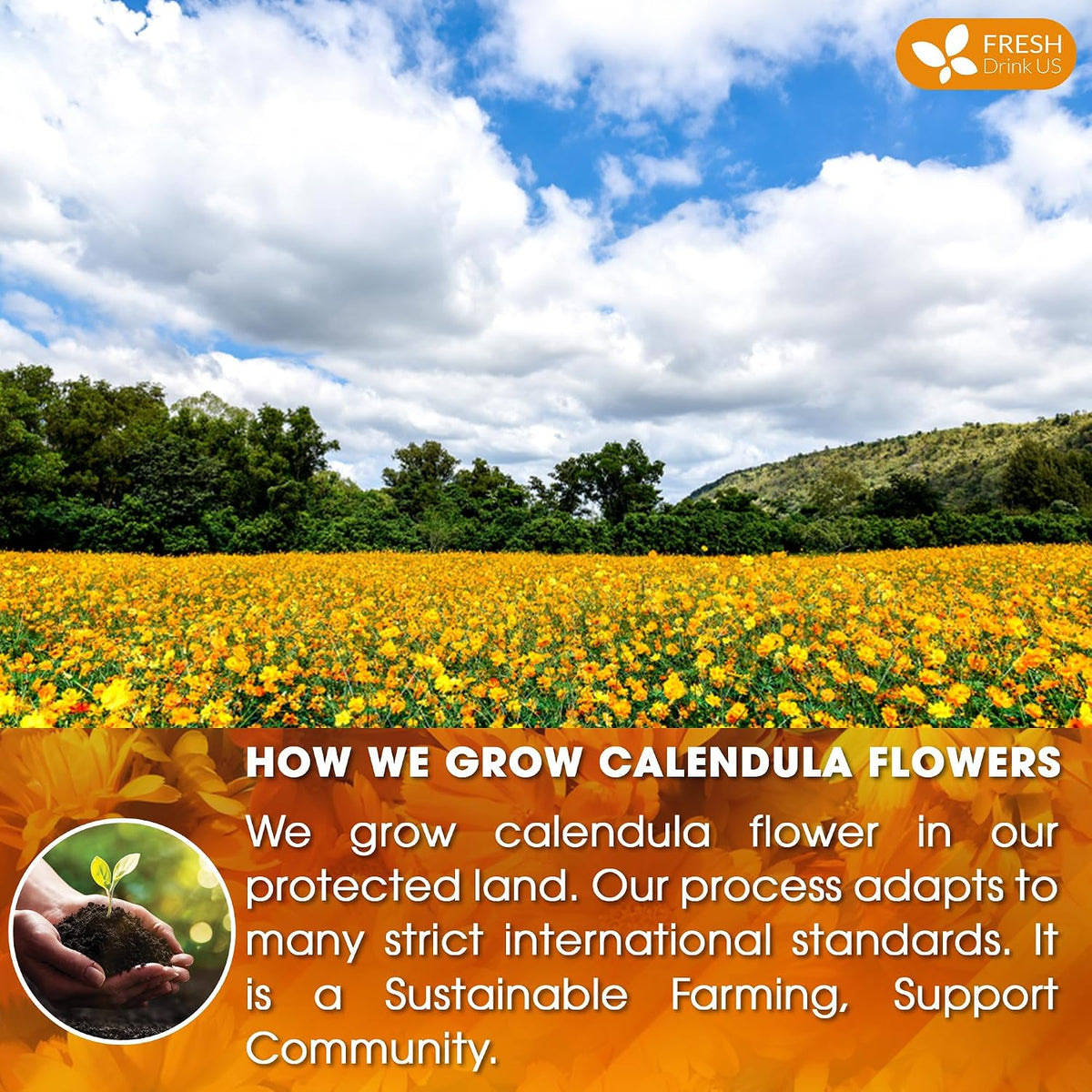 FreshDrinkUS, Premium Calendula Flower Tea, 55 Count, Pure, Caffeine Free