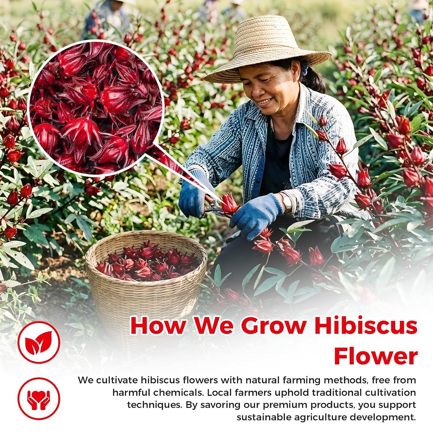 50 Bags Premium Natural Hibiscus Tea, 100% Pure Organic Hibiscus Flowers Herbal Tea, Caffeine-Free, Rich in Natural Goodness and Flavor, No Sugar, Gluten-Free, Vegan