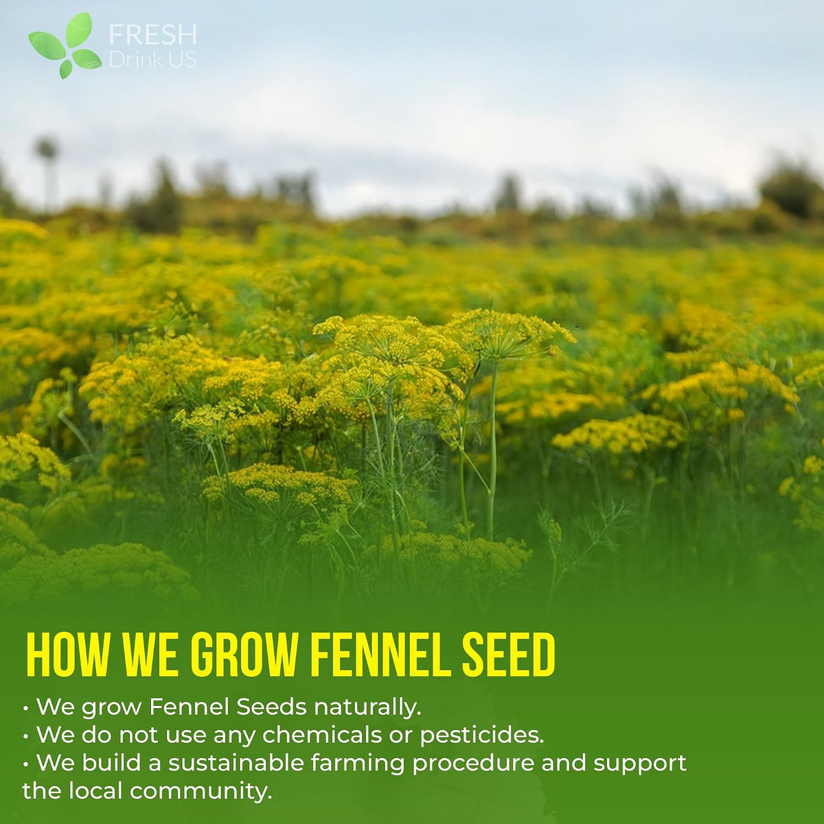 FreshDrinkUS, Premium 200 Fennel Tea Bags, 100% Natural & Pure from Fennel Seeds. Made with Natural Material Tea Bags. No Sugar, No Caffeine, No Gluten, Vegan.