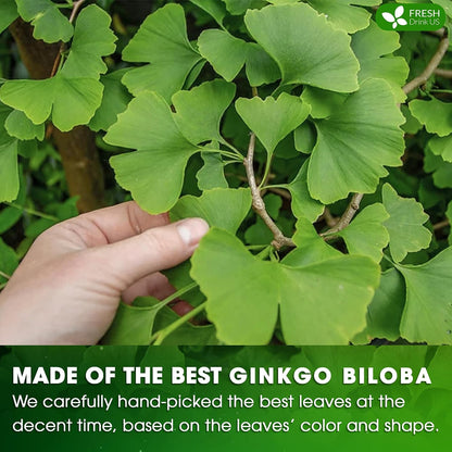 FreshDrinkUS, Premium 135 Ginkgo Biloba Leaf Tea Bags, 100% Natural & Pure from Ginkgo Biloba Leaves. Loose Leaf Herbal Tea. Made with Eco-Conscious Tea Bags. No Sugar, No Caffeine, No Gluten, Vegan.